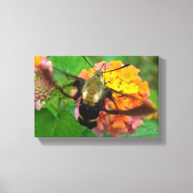 Humming Along Canvas Print (Front)