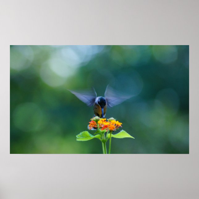 Humming Angel Wings Poster (Front)