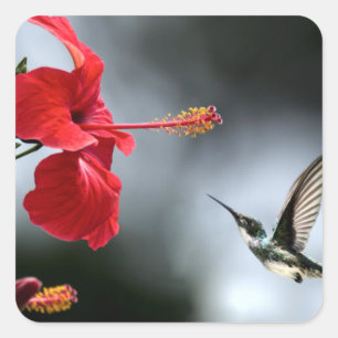 Humming Bird and Red Flower Square Sticker
