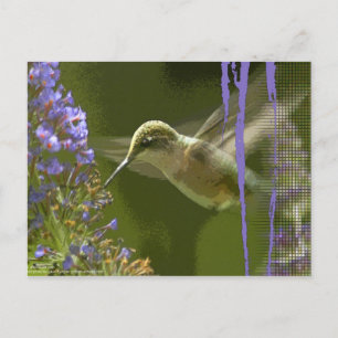Humming Bird Harmony Postcard