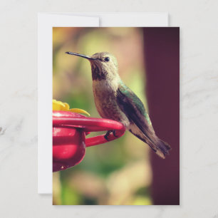 Humming Bird on Feeder Thank You Card
