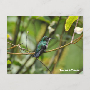 Humming Bird Postcard