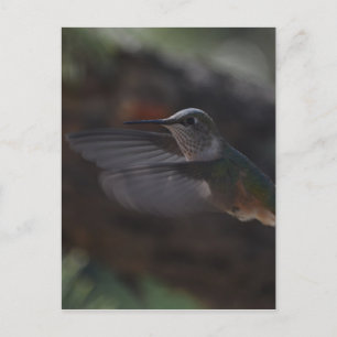 Humming bird postcard