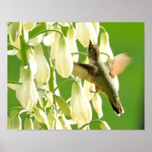 Humming Bird Poster