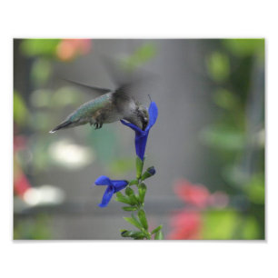 Humming Bird salvia sapphire blue print