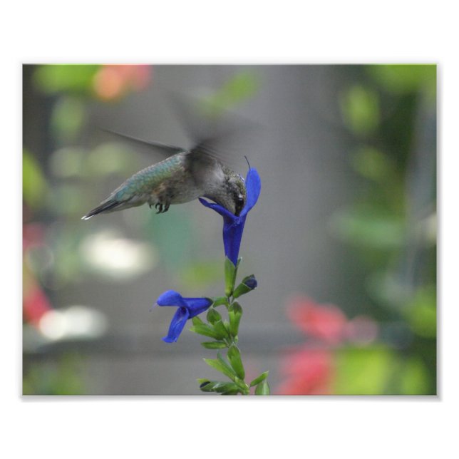 Humming Bird salvia sapphire blue print (Front)