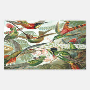 Humming Birds Paradise art Sticker