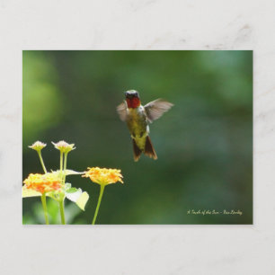 Humming by to say Hi! Postcard