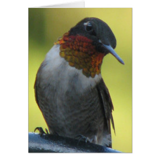 Hummingbird