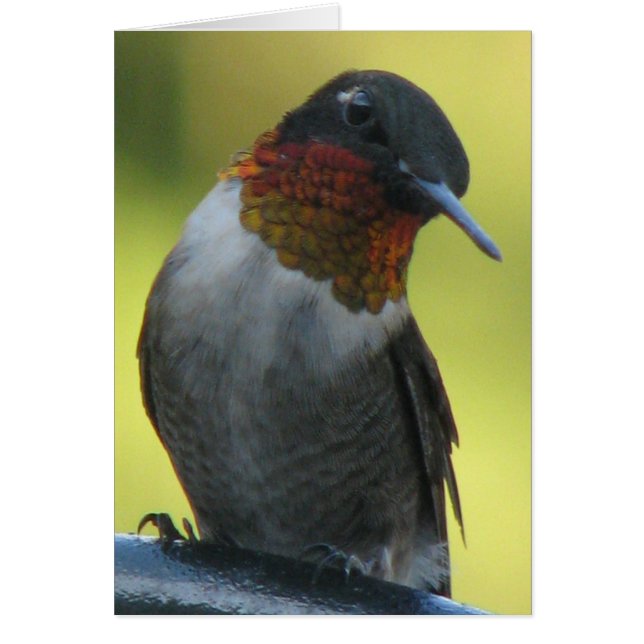 Hummingbird (Front)