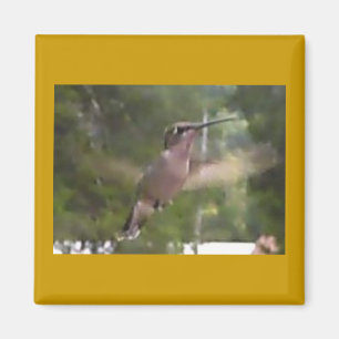 Hummingbird 1 Magnet
