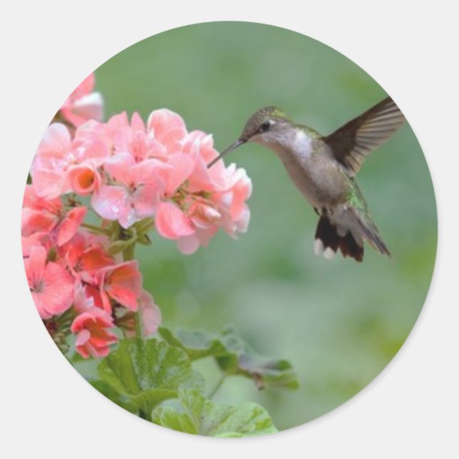 hummingbird 2.jpg classic round sticker (Front)