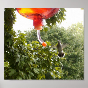 Hummingbird 2,  Print