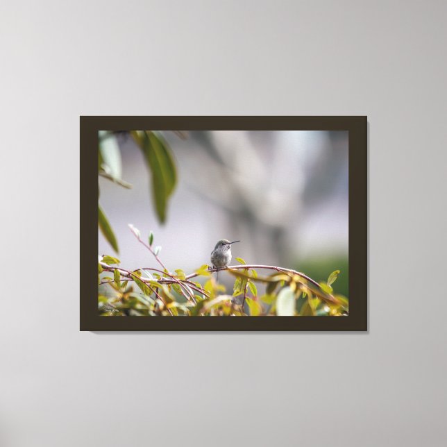 Hummingbird 3346 canvas print (Front)