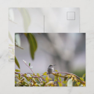 Hummingbird 3346 postcard