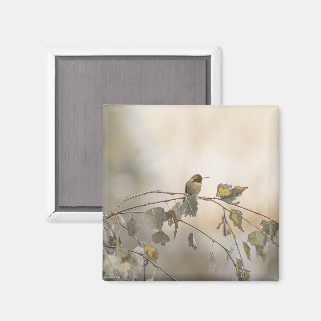 Hummingbird 5265 magnet (Front/Back)