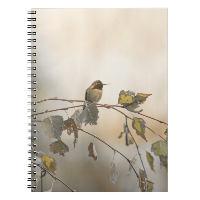 Hummingbird 5265 notebook (Front)