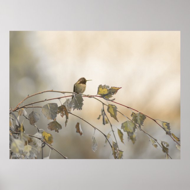 Hummingbird 5265 poster (Front)