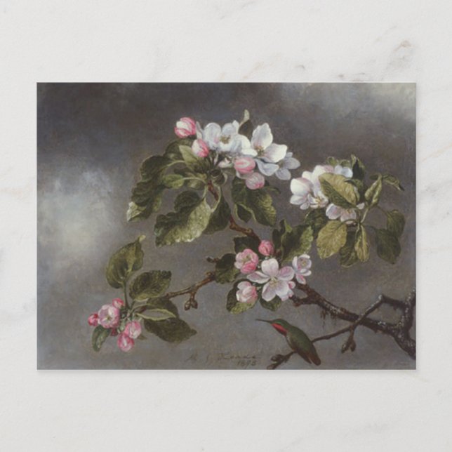 Hummingbird and Apple Blossoms Martin J. Heade Postcard (Front)