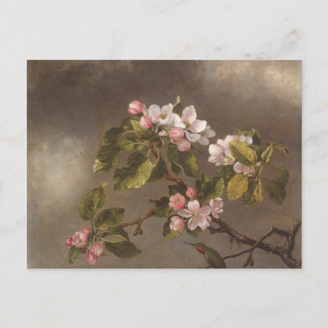 Hummingbird and Apple Blossoms Postcard (Front)