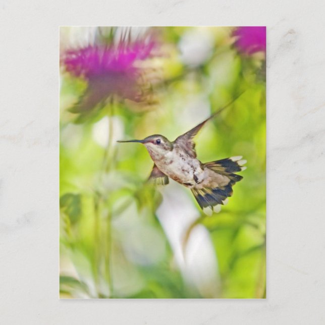 Hummingbird and Bee Balm Postcard (Front)