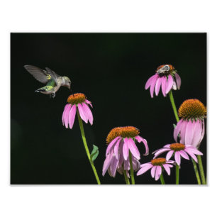 Hummingbird  And Bee Share Coneflower Photo Print