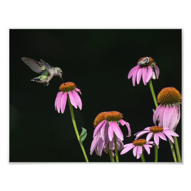 Hummingbird  And Bee Share Coneflower Photo Print (Front)