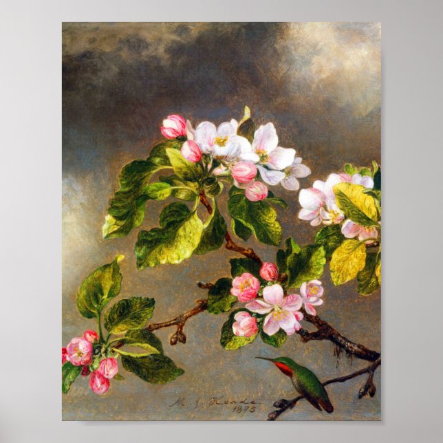 Hummingbird and blossom by Martin Johnson Heade  Poster (Front)