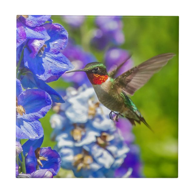 Hummingbird And Delphinium Tile (Front)