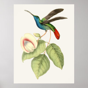Hummingbird and Flower Poster