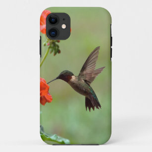 Hummingbird And Flowers iPhone 11 Case