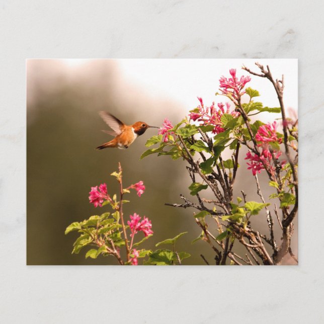 Hummingbird and Flowers Postcard (Front)