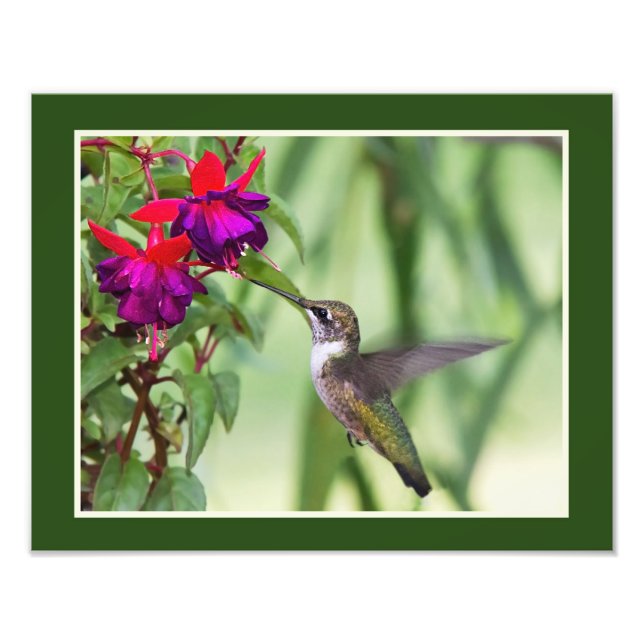 Hummingbird and Fuchsia Photo Print (Front)