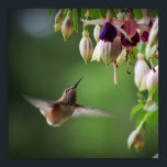 Hummingbird And Fushia Flower Plant Print<br><div class="desc">Hummingbird And Fushia Flower Plant Print</div>