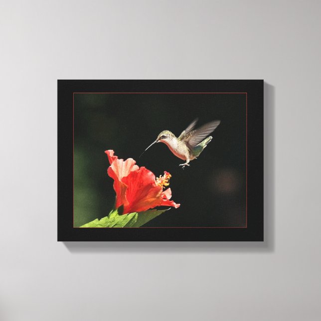 Hummingbird And Hibiscus Canvas Print (Front)