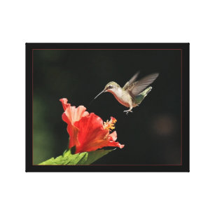 Hummingbird And Hibiscus Canvas Print
