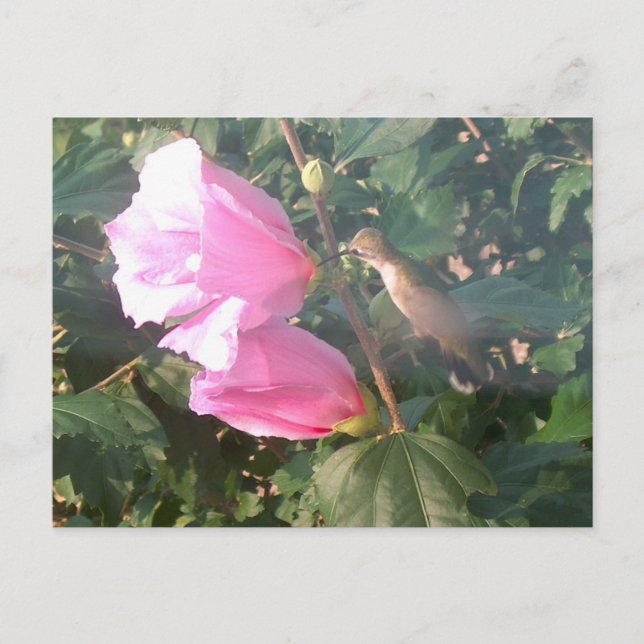 Hummingbird and Rose of Sharon Postcard (Front)