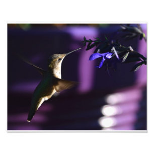 Hummingbird and Salvia Black & Blue Photo Print