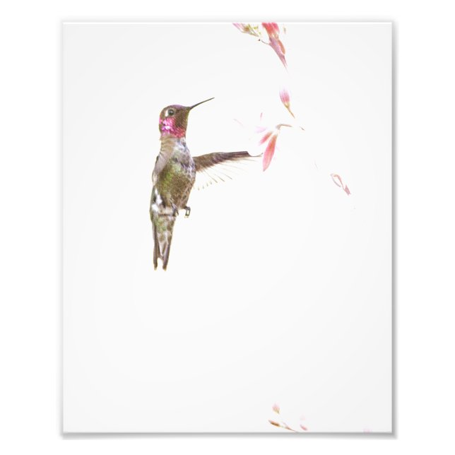 Hummingbird and single Flower Photo Print (Front)