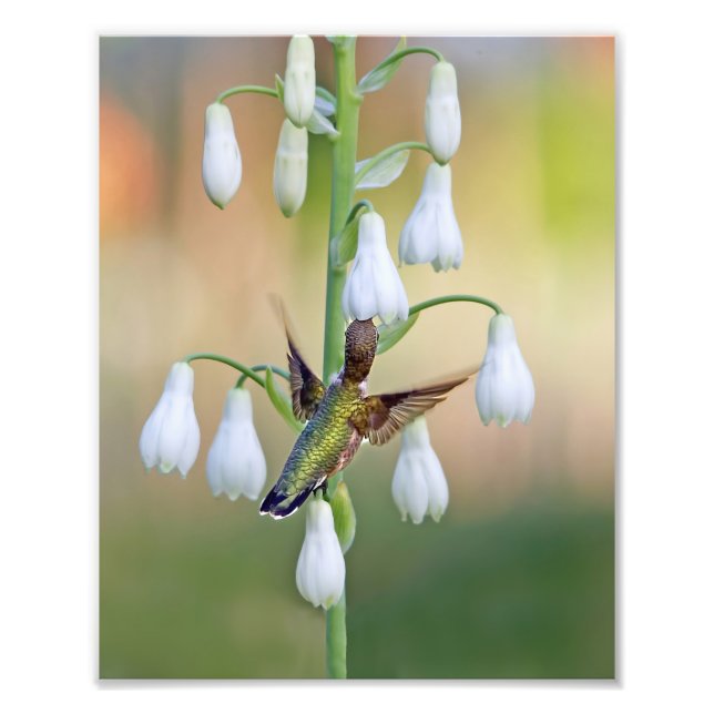 Hummingbird And Summer Hyacinth Photo Print (Front)