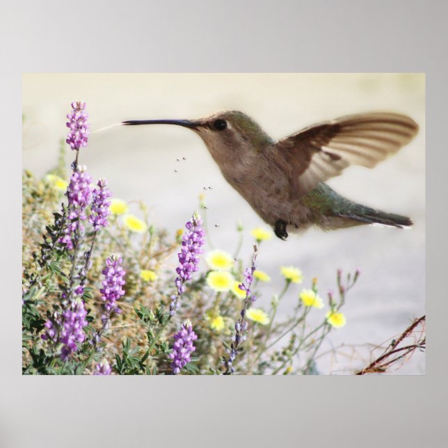 Hummingbird and Wildflowers Digital Art Poster (Front)