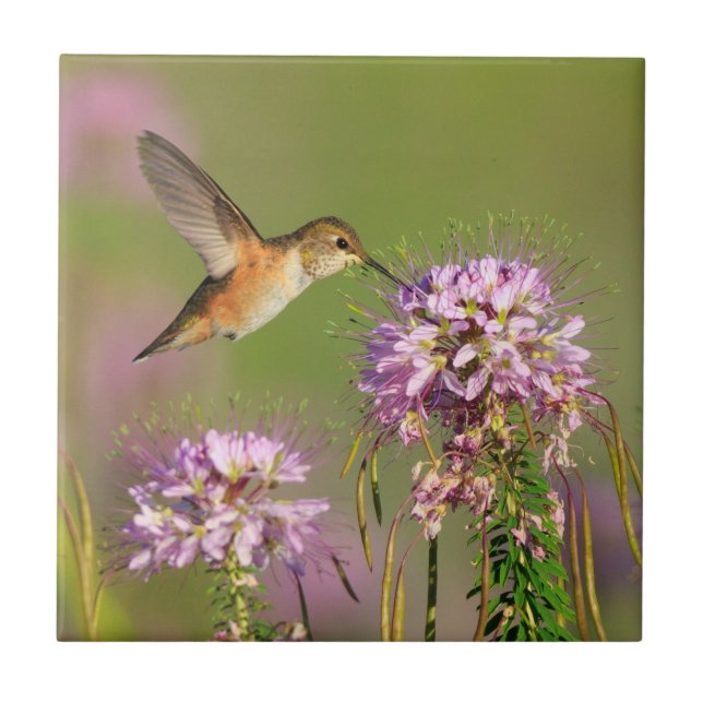 Hummingbird and Wildflowers Tile (Front)