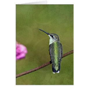 Hummingbird and Zinnia