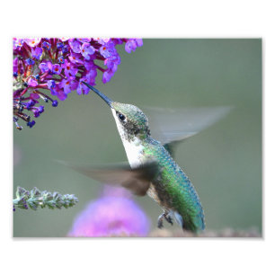 Hummingbird at a butterfly bush photo print