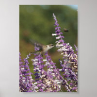 Hummingbird at a Mexican Sage Plant Draws Nectar
