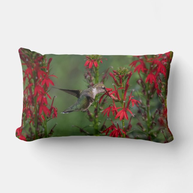 Hummingbird At Cardinal Flower Lumbar Pillow (Front)