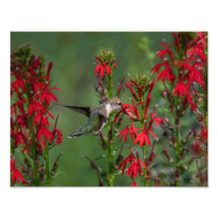 Hummingbird At Cardinal Flower Photo Print