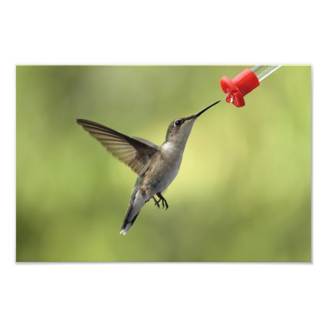 Hummingbird at feeder photo print (Front)