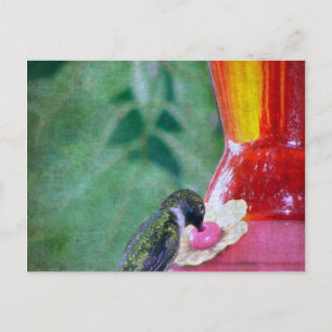 Hummingbird at Feeder Postcard
