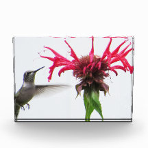 Hummingbird at Monarda